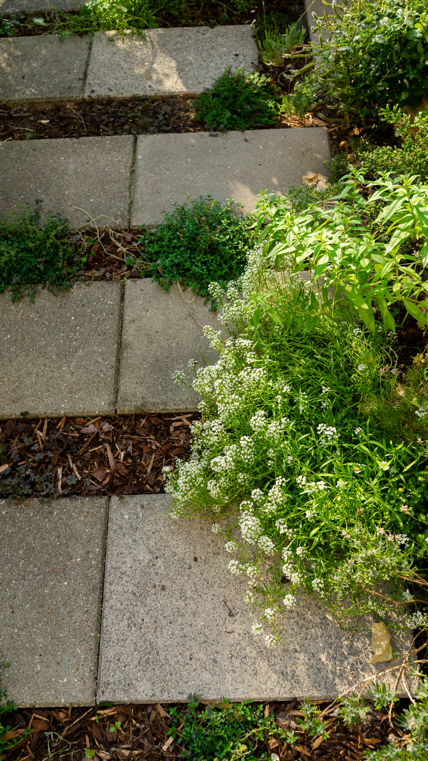 Eetbare voortuin touwslagersgang 12