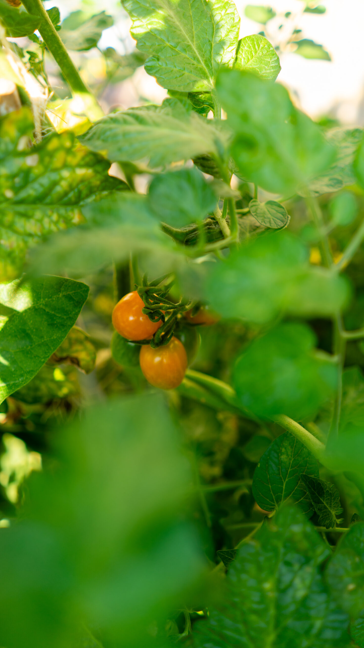 Eetbare voortuin touwslagersgang 14