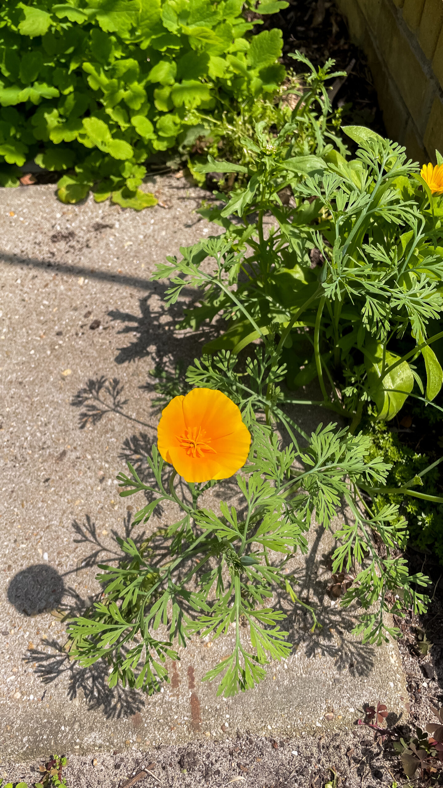 Eetbare voortuin touwslagersgang 15